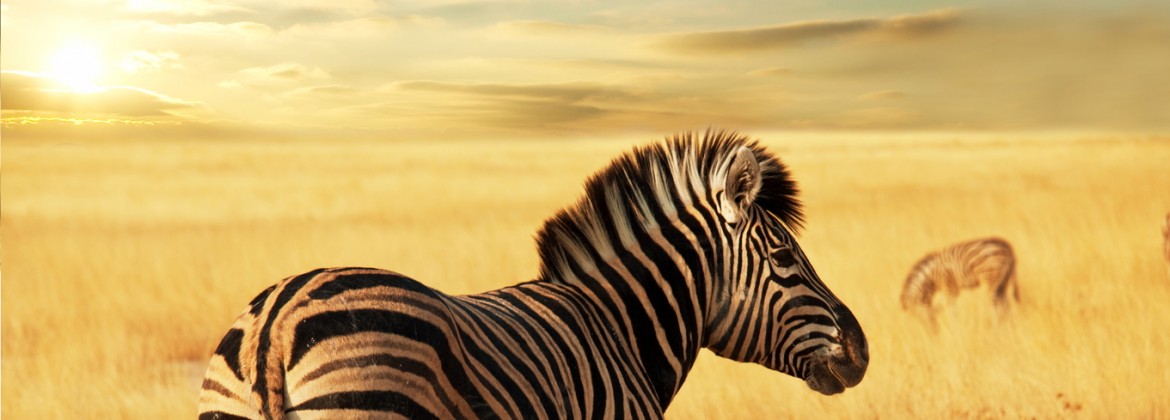 Zebra